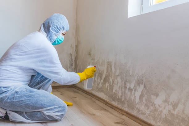 Mold Remediation specialist working in Bonlee